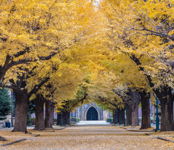 7 Universitas Terbaik di Jepang Tahun 2023